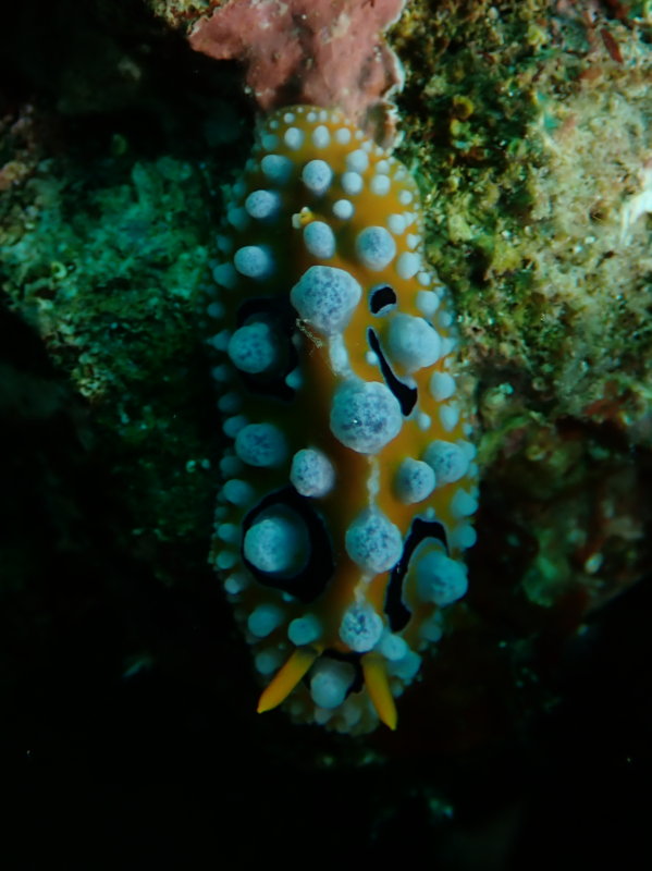 San Miguel Island